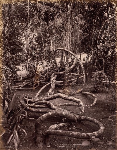 ペラデニヤ庭園のクリーパー、セイロン、c。 1880 作： Scowen and Co.