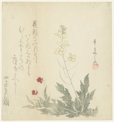 顕花植物 作： Seiseikyo Ryûshi