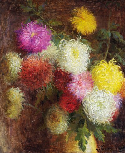 菊 作： Serafino Verazzi