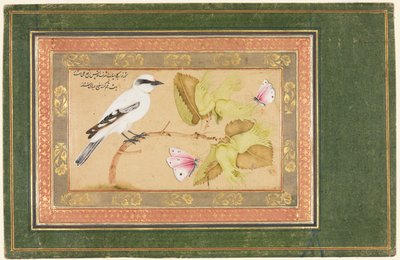 低木にとまる黒と白の鳥 作： Shafi Abbasi