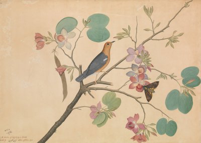 紫の黒檀にオレンジ色の頭のツグミとデスヘッドの蛾...、1778 年の日付。 作： Shaikh Zain al Din