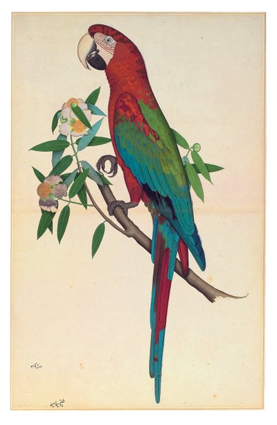 アオコンゴウインコ、1780年頃（不透明水彩・紙 作： Shaikh Zain ud Din (fl.1777 83)