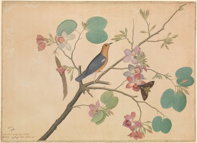 オレンジ色の頭の地面のツグミと紫の黒檀の蘭の枝の死の頭の蛾 作： Shaikh Zain ud Din (fl.1777 83)