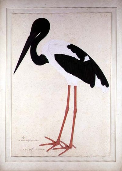 カルカッタのインペイ女史のために描かれた「コウノトリ（Xenorhynchus Asiaticus）」。 作： Shaikh Zain ud Din (fl.1777 83)