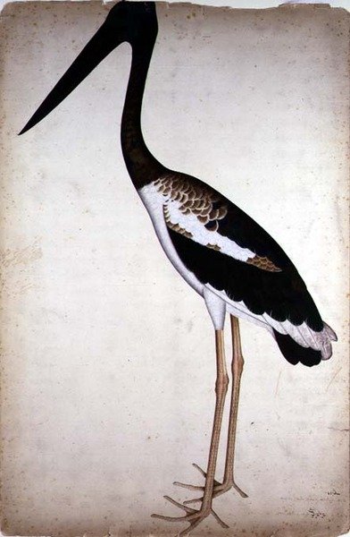 コウノトリ（Xenorhynchus Asiaticus） カルカッタのインペイ夫人のために描かれた1780年頃の作品（紙にガッシュ 作： Shaikh Zain ud Din (fl.1777 83)