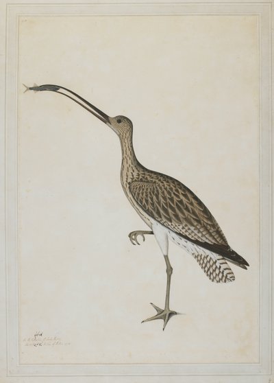 ムツゴロウを食べているトウゾクカモメ 作： Shaikh Zain ud Din (fl.1777 83)