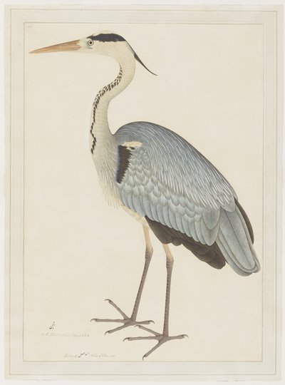 グレイ・ヘロン、レディ・インピーの委託によるシリーズのフォリオ、c.1780-82 作： Shaikh Zain ud Din