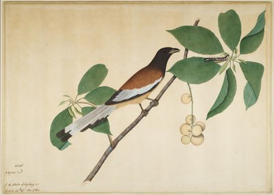 1777年にレディインピーから委託されたシリーズのフォリオ、枝に生えたアカネズミとイモムシ 作： Shaikh Zain ud Din