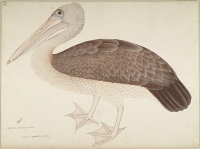 Spotbilled Pelican、Lady Impeyが依頼したシリーズのフォリオ、c.1780-82 作： Shaikh Zain ud Din