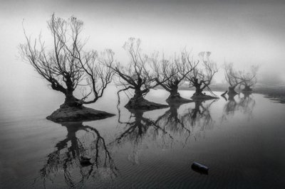 霧の中の裸木 作： 