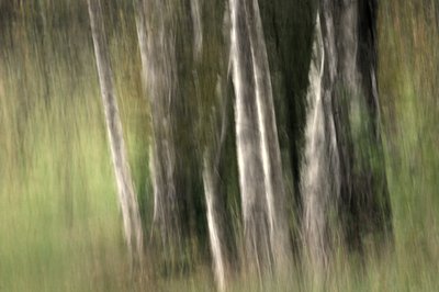  作： Sheila Bernard