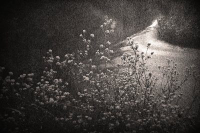  作： Sheila Bernard