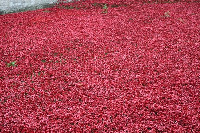 Blood Swept Lands and Seas of Red、ロンドン塔、2014年。 作： Sheldon Marshall