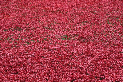 Blood Swept Lands and Seas of Red、ロンドン塔、2014年。 作： Sheldon Marshall