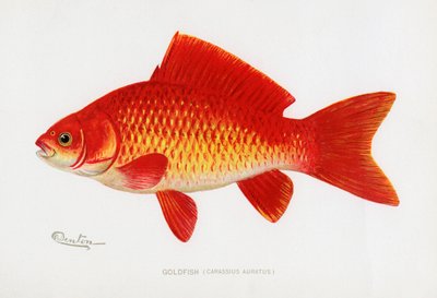 金魚(Carassius auratus) 作： Sherman Foote Denton