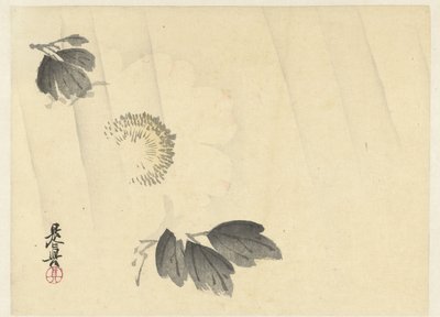 雨の中の白牡丹 作： Shibata Zeshin