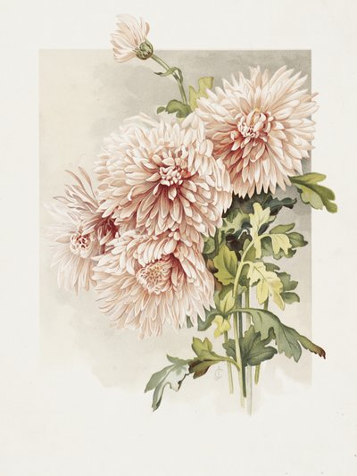 菊 作： 