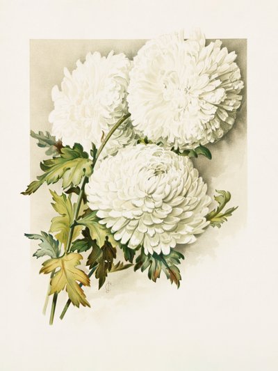 クリスマスイブの菊 作： 