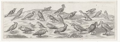 さまざまな種類の鳥がいる風景。 鳥と虫（連載タイトル） 作： Simon Frisius