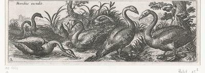 白鳥 鳥と虫（連載タイトル） 作： Simon Frisius