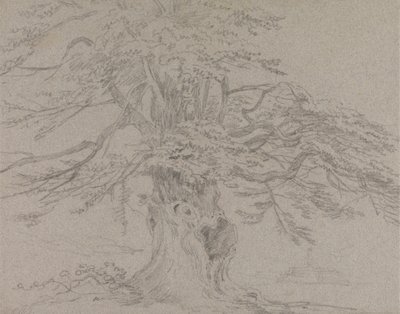 木の研究 作： Sir George Howland Beaumont seventh Baronet