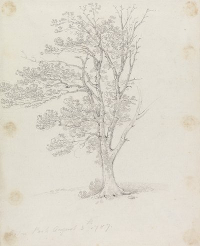 イーストンパークの木 作： Sir George Howland Beaumont seventh Baronet