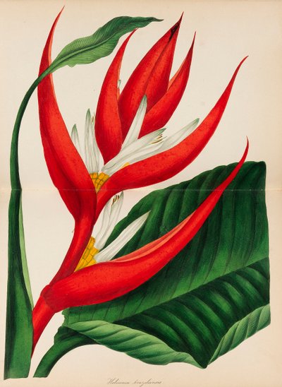 パクストンの植物学雑誌、1841年。 作： Sir Joseph Paxton