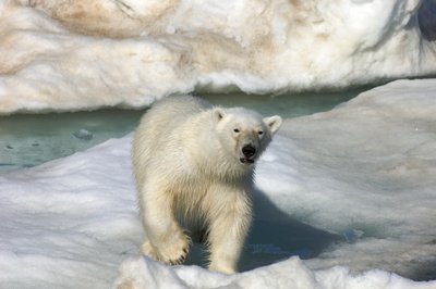 流氷の上を歩くホッキョクグマ（Ursus maritimus）、ノルウェー、スバールバル諸島、2022年（写真）。 作： Sisse Brimberg