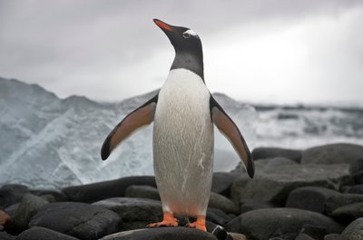 ジェンツーペンギンの肖像。南極大陸、2022年（写真） 作： Sisse Brimberg