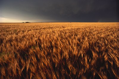 アメリカ、カンザス州、小麦畑に迫る夏の雷雨、2022年（写真） 作： Sisse Brimberg