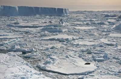 タブ状氷山の近くで休息するウェッデルアザラシLeptonychotes weddellii。南極大陸、2022年（写真）。 作： Sisse Brimberg