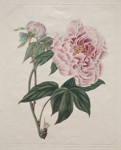 中国の木の牡丹 (Paeonia suffruticosa) 作： Smith