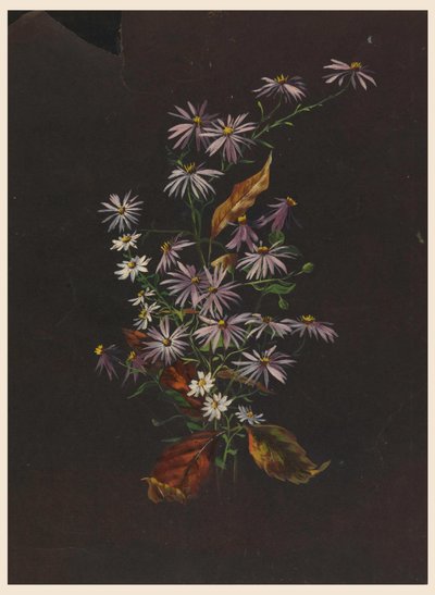 秋のブーケ 1890年頃 作： Sophia L. Crownfield