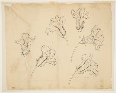かぼちゃやかぼちゃの花の研究 作： Sophia L. Crownfield