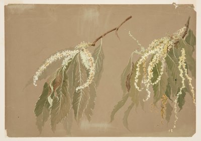 栗の木の枝の研究 作： Sophia L. Crownfield