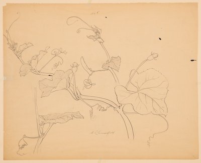 かぼちゃのつるの研究 作： Sophia L. Crownfield