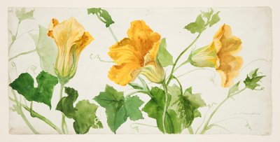 カボチャまたはカボチャの植物の研究 作： Sophia L. Crownfield