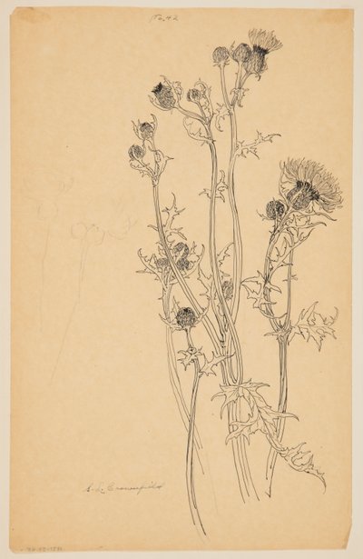 アザミ植物の研究 作： Sophia L. Crownfield