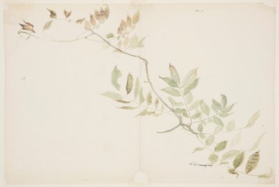 藤の葉の研究 作： Sophia L. Crownfield