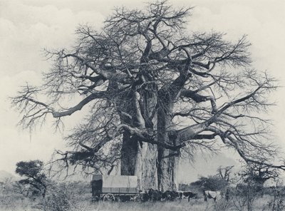 バオバブの木（モノクロ写真 作： South African Photographer