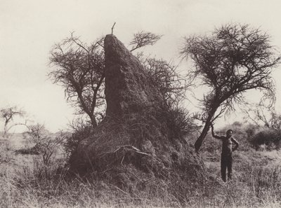 マンモス・アンテアプ（モノクロ写真 作： South African Photographer