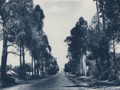 Avenue of Blue Gum Trees, Pretoria (bw photographs) 作： South African Photographer