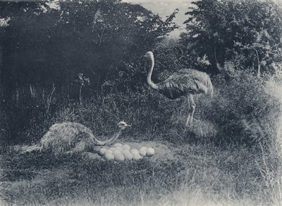 ダチョウと卵（モノクロ写真 作： South African Photographer