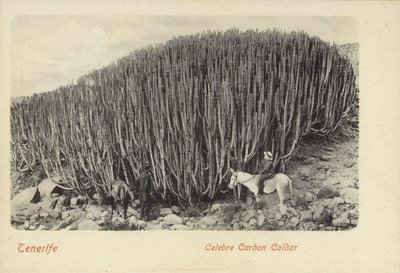 テネリフェ島のカルドンで有名なサボテンを見る男たち（モノクロ写真） 作： Spanish Photographer
