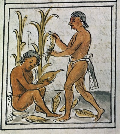 メキシコ征服の写本：トウモロコシ狩り 作： Spanish School