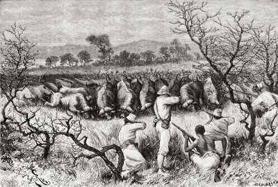 「アフリカピントレスカ」からの19世紀後半の中央アフリカの水牛の狩猟、1888年公開 作： Spanish School