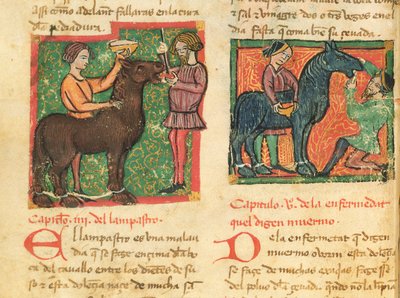 Ms 214 fol.26v Juan AlvarezによるLibro de Menescalcia y Albeyteriaの馬の舌炎の治癒、1390年頃 作： Spanish School