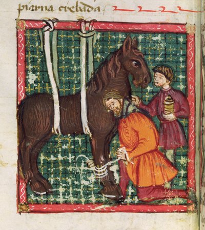 Ms 214 fol.31v Juan AlvarezによるLibro de Menescalcia y Albeyteriaの馬の骨折した中手骨の修復、c.1390 作： Spanish School