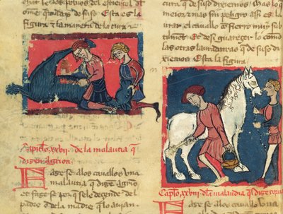Ms 214 fol.38rフアンアルバレス作のリブロデメネスカルシアイアルベイテリアからの馬を馬鹿で治療する、1390年頃 作： Spanish School