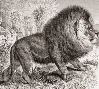 現在は絶滅したケープライオン（1885年頃の版画『La Vida de los Animales』より） 作： Spanish School